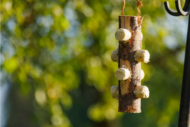 Insect Oil